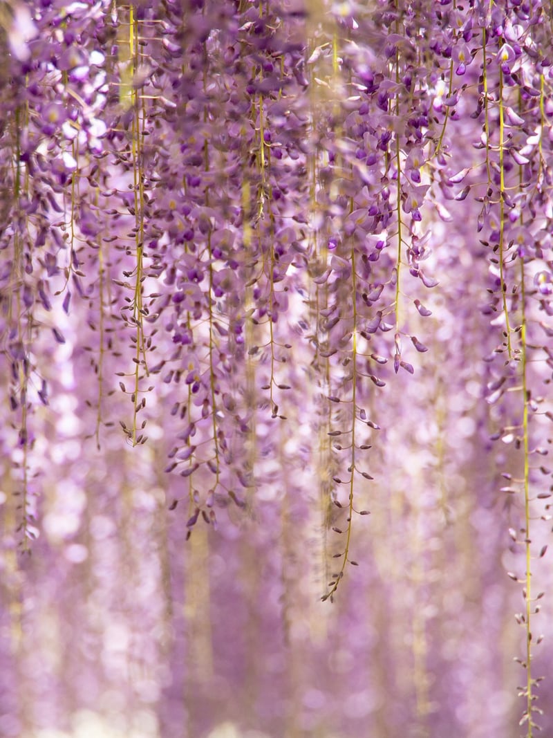 Vertical Garden Design